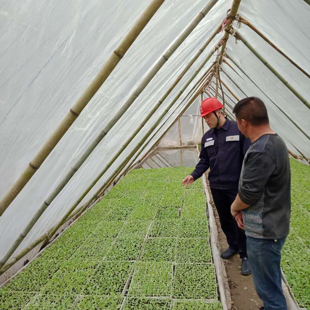 貴州務川供電涪洋所:服務窗口前移 烤煙大戶安心烤