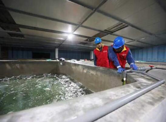 國網嵊泗縣供電公司“電”助養殖 海味飄香