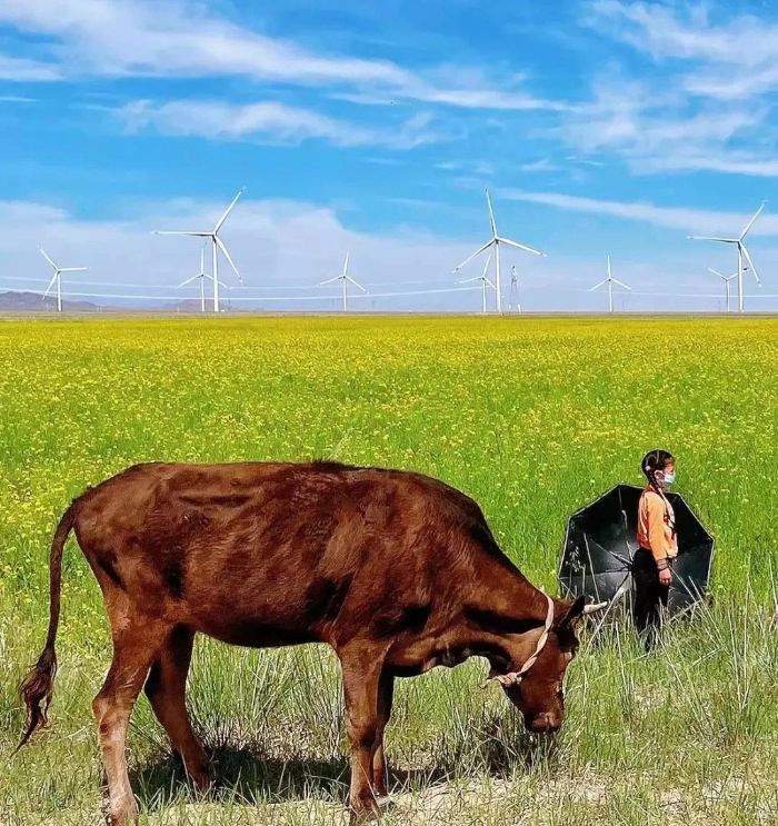 青海攜手三峽共繪清潔能源產業高地新藍圖